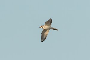Killdeer (adult-spring) 102.jpg