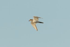 Killdeer (adult-spring) 103.jpg