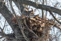 Great Horned Owl (nest) 100.jpg