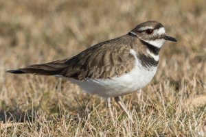 Killdeer (adult-spring) 100.jpg