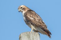 Red-tailed Hawk (adult) 152.jpg