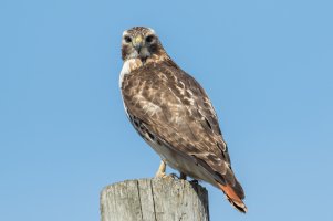 Red-tailed Hawk (adult) 153.jpg