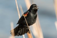 Red-winged Blackbird (male-spring) 100.jpg