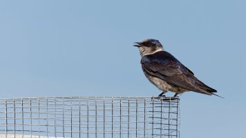 IMG_7769 - DxO Full Size Edit.jpg