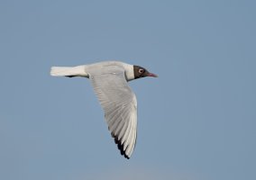 DSC_6674Blackheadedgull_NN.jpg