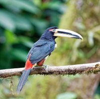 3q7a9167-dxo_pale-mandibled_aracari_small.jpg