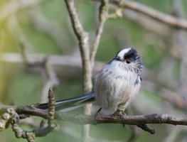 DSC_6826-DxO_Longtailed_tit_iso1800_small.jpg