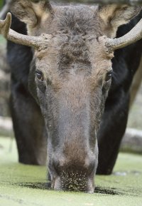 Moose M_s_9413.JPG