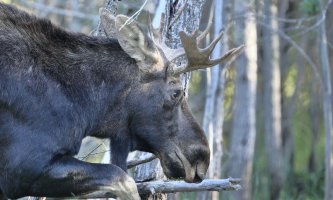 Moose M_s_9371.JPG