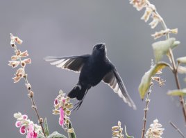 2B4A2124-DxO_black-flowerpiercer_flying.jpg