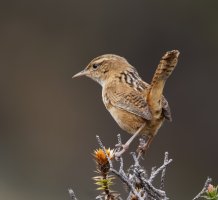 2B4A2369-DxO_grass_wren.jpg