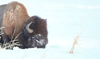 Bison_s_0669.JPG