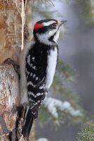 Downy Woodpecker_s_4301.JPG