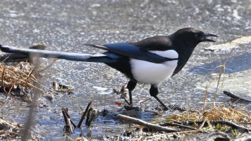 Black-billed Magpie_s_14945.JPG