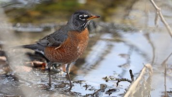 American Robin_s_5186.JPG