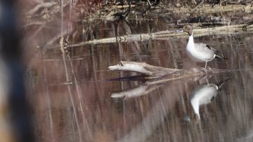 Northern Pintail Duck_s_5274.JPG