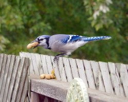 bluejay0025web.jpg