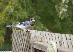 bluejay0026web.jpg