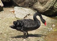 Black Swan2Web.jpg