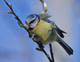 DSC_6968-DxO_blue_tit_eatingSH.jpg