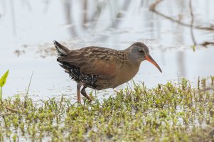Virginia Rail (adult-spring) 101.jpg