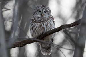 Barred Owl 126.jpg