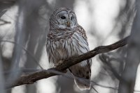 Barred Owl 127.jpg