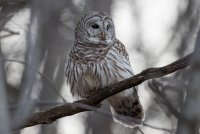 Barred Owl 128.jpg