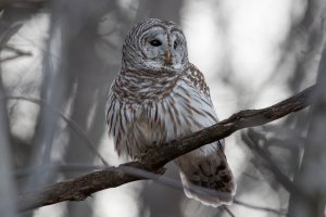 Barred Owl 128.jpg