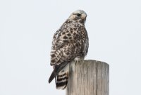 Rough-legged Hawk (adult male-light morph) 107.jpg
