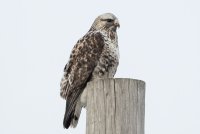 Rough-legged Hawk (adult male-light morph) 113.jpg
