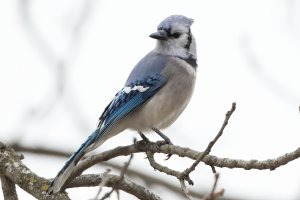 Blue Jay 115.jpg