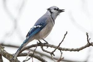 Blue Jay 116.jpg