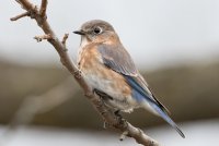 Eastern Bluebird (1st winter) 100.jpg