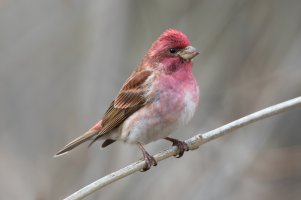 Purple Finch (male) 110.jpg