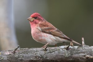 Purple Finch (male) 111.jpg