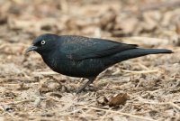 Rusty Blackbird (male) 100.jpg
