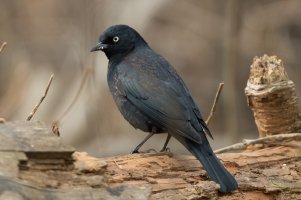 Rusty Blackbird (male) 101.jpg
