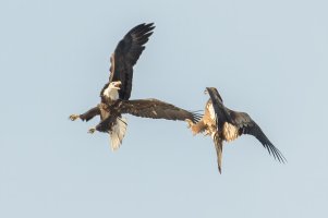 Bald Eagle (immature) 117.jpg