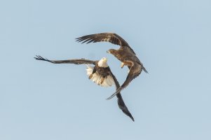 Bald Eagle (immature) 118.jpg