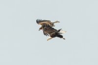 Bald Eagle (immature) 120.jpg