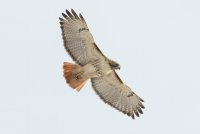 Red-tailed Hawk (adult) 154.jpg