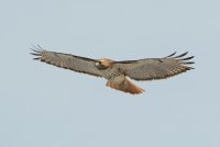 Red-tailed Hawk (adult) 157.jpg