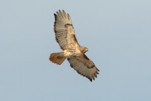 Red-tailed Hawk (adult) 167.jpg
