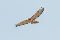 Red-tailed Hawk (adult) 168.jpg