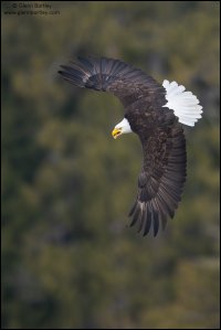 Bald Eagle - 137.jpg Bald Eagle - 137.jpg