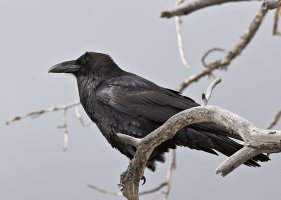 Raven4341Pweb.jpg