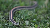 Garter Snake_s_3524.JPG