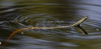Garter Snake pond_s_13836.JPG