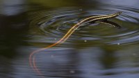 Garter Snake pond_s_13809.JPG